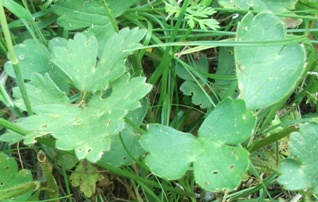 Ranunculus sardous / Ranuncolo sardo